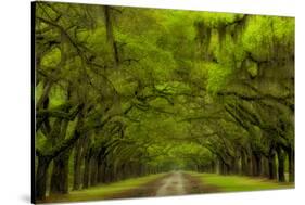 USA, Georgia, Savannah, Drive at Historic Wormsloe Plantation-Joanne Wells-Stretched Canvas