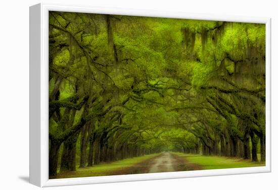 USA, Georgia, Savannah, Drive at Historic Wormsloe Plantation-Joanne Wells-Framed Photographic Print