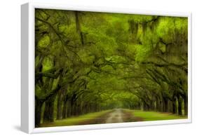 USA, Georgia, Savannah, Drive at Historic Wormsloe Plantation-Joanne Wells-Framed Photographic Print