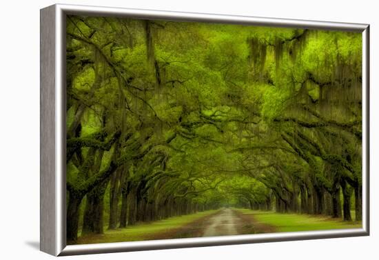 USA, Georgia, Savannah, Drive at Historic Wormsloe Plantation-Joanne Wells-Framed Photographic Print