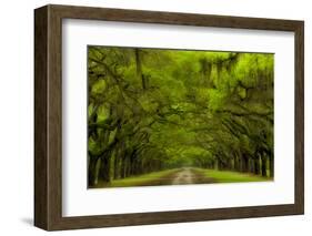 USA, Georgia, Savannah, Drive at Historic Wormsloe Plantation-Joanne Wells-Framed Photographic Print