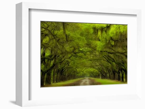 USA, Georgia, Savannah, Drive at Historic Wormsloe Plantation-Joanne Wells-Framed Photographic Print