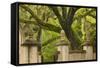 USA, Georgia, Savannah, Entrance to Wormsloe Plantation.-Joanne Wells-Framed Stretched Canvas