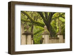 USA, Georgia, Savannah, Entrance to Wormsloe Plantation.-Joanne Wells-Framed Photographic Print