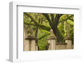 USA, Georgia, Savannah, Entrance to Wormsloe Plantation.-Joanne Wells-Framed Photographic Print