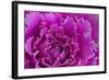 USA, Georgia, Savannah, Fancy leaf cabbage.-Joanne Wells-Framed Photographic Print