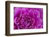 USA, Georgia, Savannah, Fancy leaf cabbage.-Joanne Wells-Framed Photographic Print