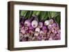 Usa, Georgia, Savannah, Fresh onions at Forsyth Market in downtown Savannah.-Joanne Wells-Framed Photographic Print