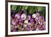 Usa, Georgia, Savannah, Fresh onions at Forsyth Market in downtown Savannah.-Joanne Wells-Framed Premium Photographic Print