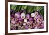 Usa, Georgia, Savannah, Fresh onions at Forsyth Market in downtown Savannah.-Joanne Wells-Framed Premium Photographic Print