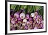 Usa, Georgia, Savannah, Fresh onions at Forsyth Market in downtown Savannah.-Joanne Wells-Framed Premium Photographic Print