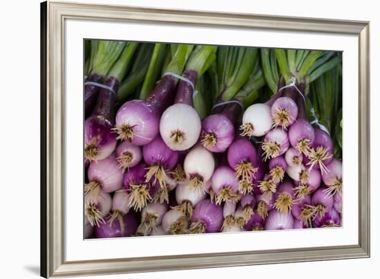 Usa, Georgia, Savannah, Fresh onions at Forsyth Market in downtown Savannah.-Joanne Wells-Framed Premium Photographic Print