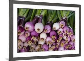 Usa, Georgia, Savannah, Fresh onions at Forsyth Market in downtown Savannah.-Joanne Wells-Framed Premium Photographic Print