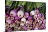 Usa, Georgia, Savannah, Fresh onions at Forsyth Market in downtown Savannah.-Joanne Wells-Mounted Premium Photographic Print