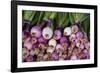 Usa, Georgia, Savannah, Fresh onions at Forsyth Market in downtown Savannah.-Joanne Wells-Framed Photographic Print