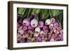 Usa, Georgia, Savannah, Fresh onions at Forsyth Market in downtown Savannah.-Joanne Wells-Framed Photographic Print