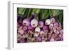 Usa, Georgia, Savannah, Fresh onions at Forsyth Market in downtown Savannah.-Joanne Wells-Framed Photographic Print