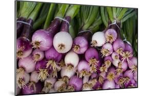 Usa, Georgia, Savannah, Fresh onions at Forsyth Market in downtown Savannah.-Joanne Wells-Mounted Photographic Print