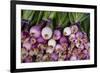 Usa, Georgia, Savannah, Fresh onions at Forsyth Market in downtown Savannah.-Joanne Wells-Framed Photographic Print