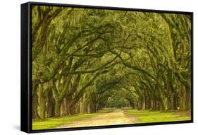 USA, Georgia, Savannah. Mile long oak drive-Joanne Wells-Framed Stretched Canvas
