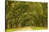 USA, Georgia, Savannah. Mile long oak drive-Joanne Wells-Stretched Canvas