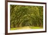 USA, Georgia, Savannah. Mile long oak drive-Joanne Wells-Framed Photographic Print