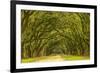 USA, Georgia, Savannah. Mile long oak drive-Joanne Wells-Framed Photographic Print