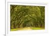 USA, Georgia, Savannah. Mile long oak drive-Joanne Wells-Framed Premium Photographic Print