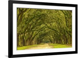 USA, Georgia, Savannah. Mile long oak drive-Joanne Wells-Framed Premium Photographic Print