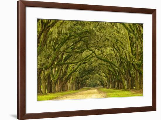 USA, Georgia, Savannah. Mile long oak drive-Joanne Wells-Framed Premium Photographic Print