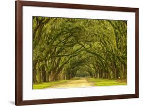 USA, Georgia, Savannah. Mile long oak drive-Joanne Wells-Framed Premium Photographic Print