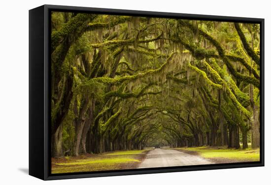 USA, Georgia, Savannah, Oak Lined Drive at Wormsloe Plantation-Joanne Wells-Framed Stretched Canvas