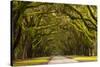 USA, Georgia, Savannah, Oak Lined Drive at Wormsloe Plantation-Joanne Wells-Stretched Canvas