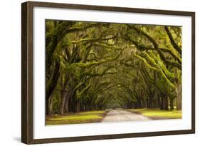 USA, Georgia, Savannah, Oak Lined Drive at Wormsloe Plantation-Joanne Wells-Framed Photographic Print