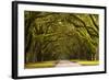 USA, Georgia, Savannah, Oak Lined Drive at Wormsloe Plantation-Joanne Wells-Framed Photographic Print