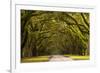 USA, Georgia, Savannah, Oak Lined Drive at Wormsloe Plantation-Joanne Wells-Framed Photographic Print