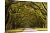 USA, Georgia, Savannah, Oak Lined Drive at Wormsloe Plantation-Joanne Wells-Mounted Photographic Print