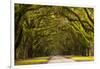 USA, Georgia, Savannah, Oak Lined Drive at Wormsloe Plantation-Joanne Wells-Framed Photographic Print