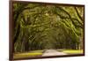 USA, Georgia, Savannah, Oak Lined Drive at Wormsloe Plantation-Joanne Wells-Framed Photographic Print