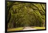 USA, Georgia, Savannah, Oak Lined Drive at Wormsloe Plantation-Joanne Wells-Framed Photographic Print