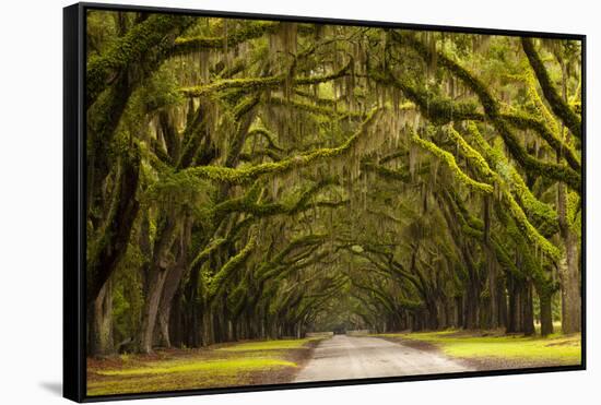 USA, Georgia, Savannah, Oak Lined Drive at Wormsloe Plantation-Joanne Wells-Framed Stretched Canvas