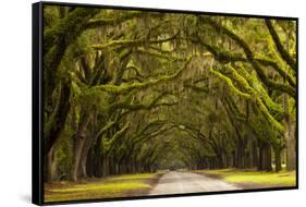 USA, Georgia, Savannah, Oak Lined Drive at Wormsloe Plantation-Joanne Wells-Framed Stretched Canvas