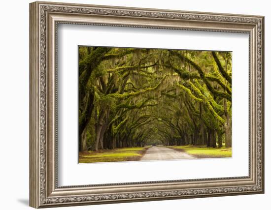 USA, Georgia, Savannah, Oak Lined Drive at Wormsloe Plantation-Joanne Wells-Framed Photographic Print