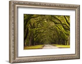 USA, Georgia, Savannah, Oak Lined Drive at Wormsloe Plantation-Joanne Wells-Framed Photographic Print