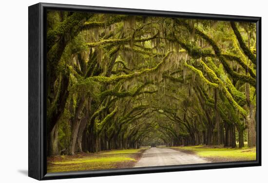 USA, Georgia, Savannah, Oak Lined Drive at Wormsloe Plantation-Joanne Wells-Framed Photographic Print