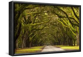 USA, Georgia, Savannah, Oak Lined Drive at Wormsloe Plantation-Joanne Wells-Framed Photographic Print