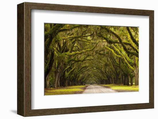 USA, Georgia, Savannah, Oak Lined Drive at Wormsloe Plantation-Joanne Wells-Framed Photographic Print