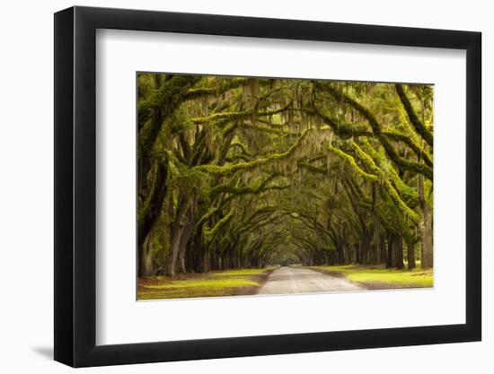 USA, Georgia, Savannah, Oak Lined Drive at Wormsloe Plantation-Joanne Wells-Framed Photographic Print