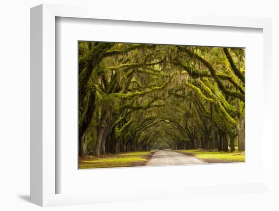 USA, Georgia, Savannah, Oak Lined Drive at Wormsloe Plantation-Joanne Wells-Framed Photographic Print