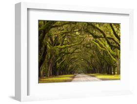 USA, Georgia, Savannah, Oak Lined Drive at Wormsloe Plantation-Joanne Wells-Framed Photographic Print